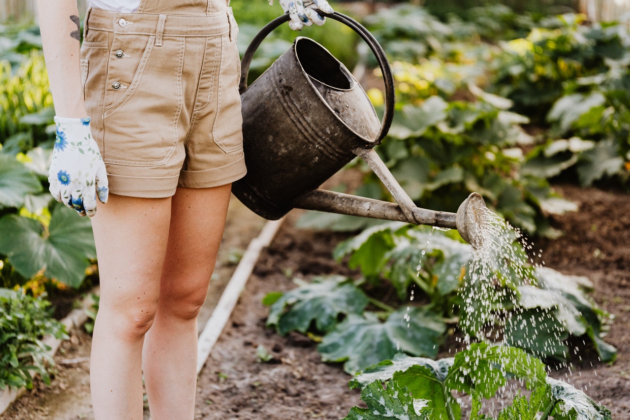 watering